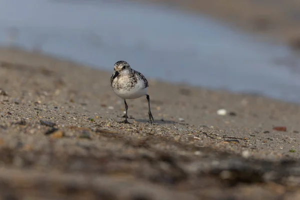 Shorebird Sanderling Calidris Alba Cerca Cibo Una Spiaggia Sabbiosa Cotentin — Foto Stock
