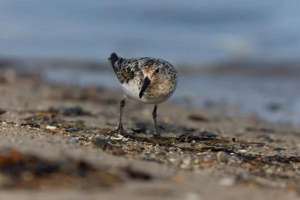 Shorebird Sanderling Calidris Alba Zoek Naar Voedsel Een Zandstrand Cotentin — Stockfoto