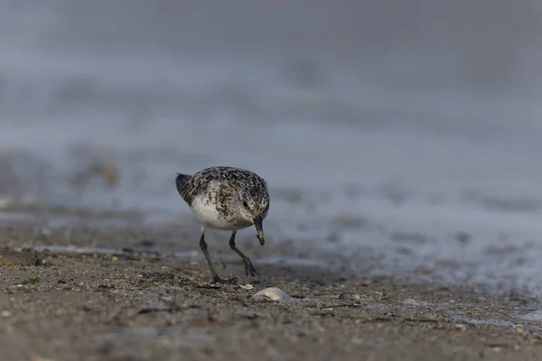 Shorebird Sanderling Calidris Alba Při Hledání Potravy Písečné Pláži Cotentinu — Stock fotografie