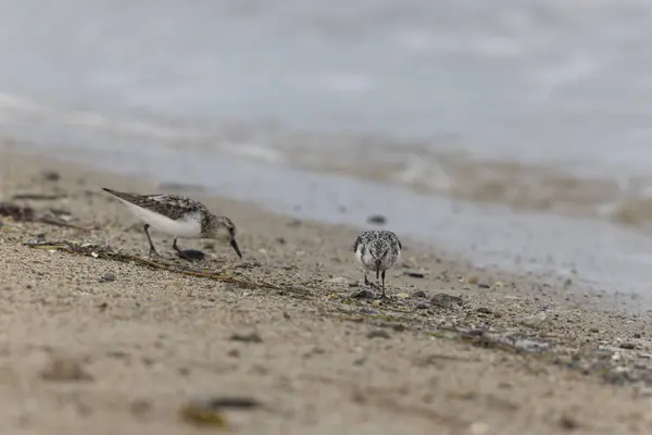 Shorebird Sanderling Calidris Alba Search Food Sandy Beach Cotentin Manche — Stock Photo, Image