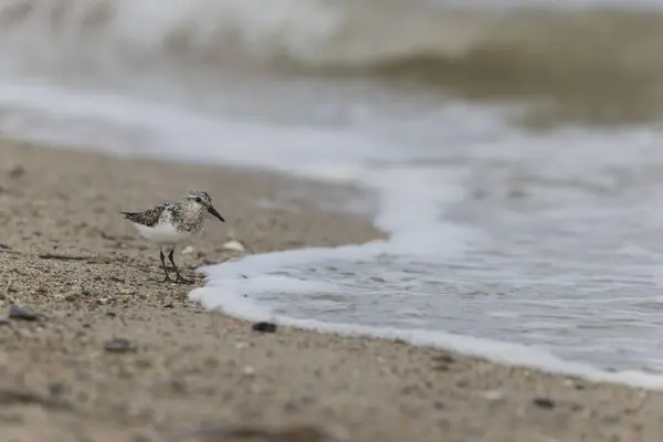 Shorebird Sanderling Calidris Alba Busca Comida Una Playa Arena Cotentin —  Fotos de Stock