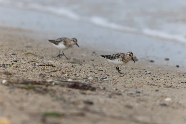 Shorebird Selling Calidris Alba Поисках Пищи Песчаном Пляже Коттедже Франция — стоковое фото