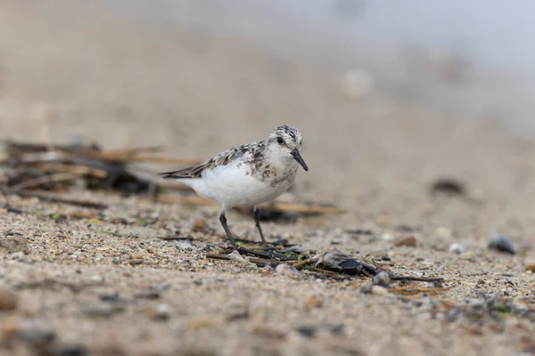 Shorebird Sanderling Calidris Alba Auf Nahrungssuche Einem Sandstrand Cotentin Manche — Stockfoto
