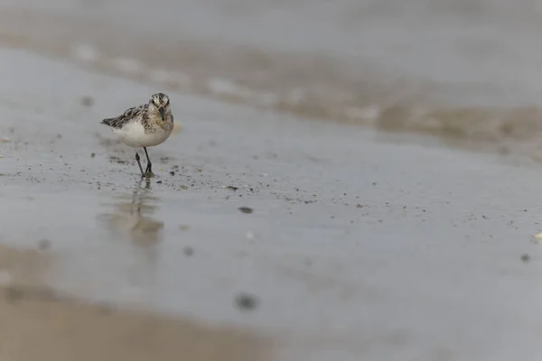 Shorebird Sanderling Calidris Alba フランス マネシュの砂浜で食べ物を検索する — ストック写真