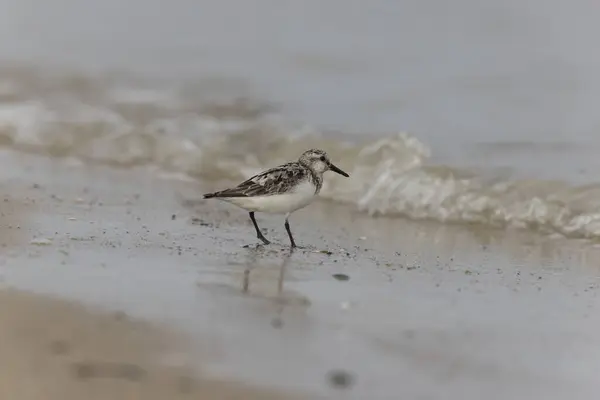Shorebird Sanderling Calidris Alba Etsimään Ruokaa Hiekkarannalla Cotentin Manche Ranska — kuvapankkivalokuva