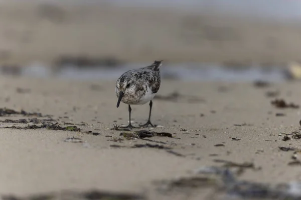 Shorebird Sanderling Calidris Alba Jakt Efter Mat Sandstrand Cotentin Manche — Stockfoto