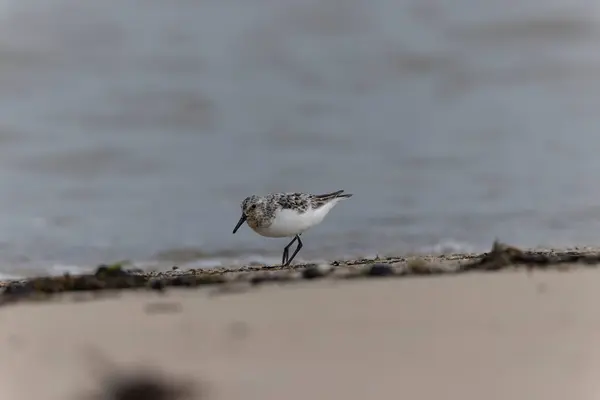 Shorebird Sanderling Calidris Alba Busca Comida Uma Praia Areia Cotentin — Fotografia de Stock