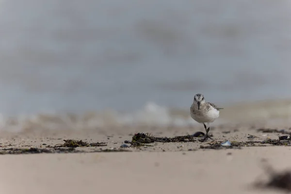 Shorebird Sanderling Calidris Alba Cerca Cibo Una Spiaggia Sabbiosa Cotentin — Foto Stock