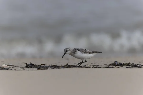 Shorebird Sanderling Calidris Alba Busca Comida Una Playa Arena Cotentin — Foto de Stock
