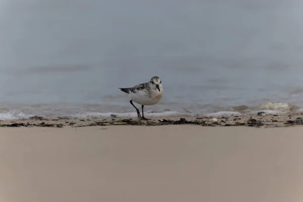 Oiseau Rivage Sanderling Calidris Alba Recherche Nourriture Sur Une Plage — Photo