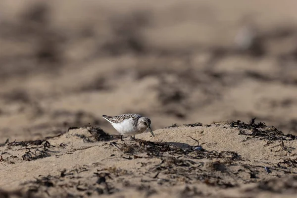 Shorebird Sanderling Calidris Alba Cotentin Manche Fransa Kumlu Bir Sahilde — Stok fotoğraf