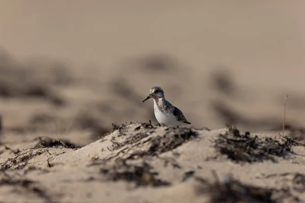 Shorebird Sanderling Calidris Alba フランス マネシュの砂浜で食べ物を検索する — ストック写真