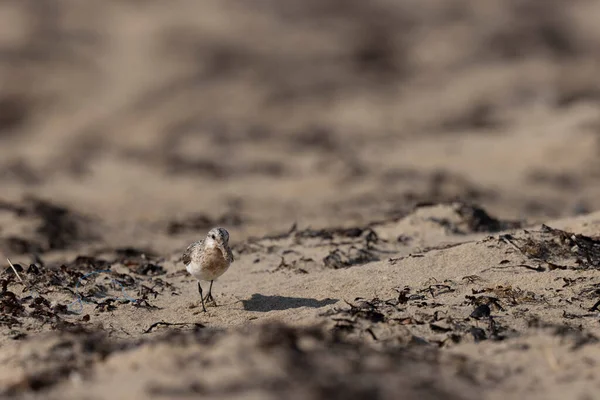 法国曼彻市科滕廷市 海岸鸟Sanderling Calidris Alba在沙滩上觅食 — 图库照片