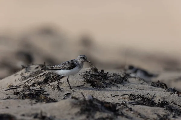 Oiseau Rivage Sanderling Calidris Alba Recherche Nourriture Sur Une Plage — Photo