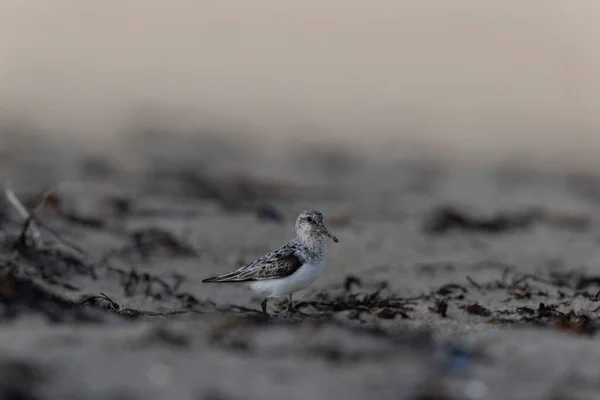 Shorebird Sanderling Calidris Alba Busca Comida Una Playa Arena Cotentin — Foto de Stock