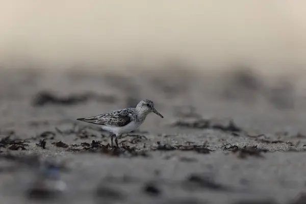 Shorebird Sanderling Calidris Alba Auf Nahrungssuche Einem Sandstrand Cotentin Manche — Stockfoto