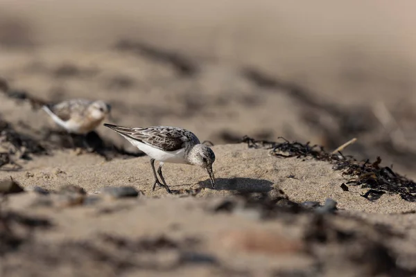 Shorebird Sanderling Calidris Alba Poszukiwaniu Żywności Piaszczystej Plaży Cotentin Manche — Zdjęcie stockowe
