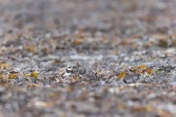 Vanlig Ringad Plover Charadrius Hiaticula Sandstrand Normandie — Stockfoto