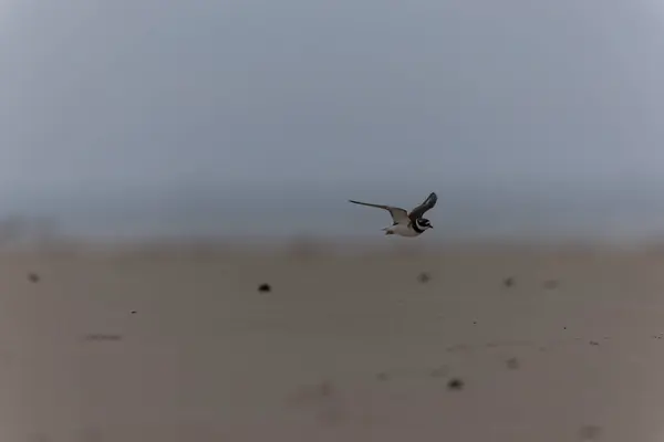 Plover Charadrius Hiaticula Uma Praia Areia Normandia — Fotografia de Stock