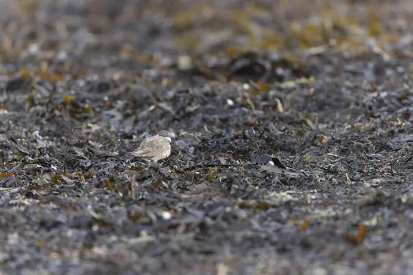 Обыкновенный Пловер Charadrius Hiaticula Песчаном Пляже Нормандии — стоковое фото