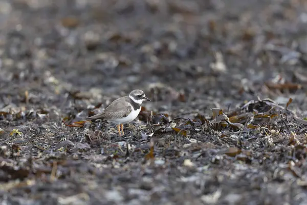 Wspólny Pierścień Charadrius Hiaticula Piaszczystej Plaży Normandii — Zdjęcie stockowe