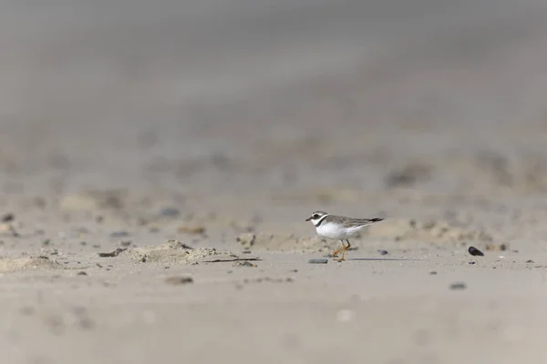Anello Comune Plover Charadrius Hiaticula Una Spiaggia Sabbia Normandia — Foto Stock