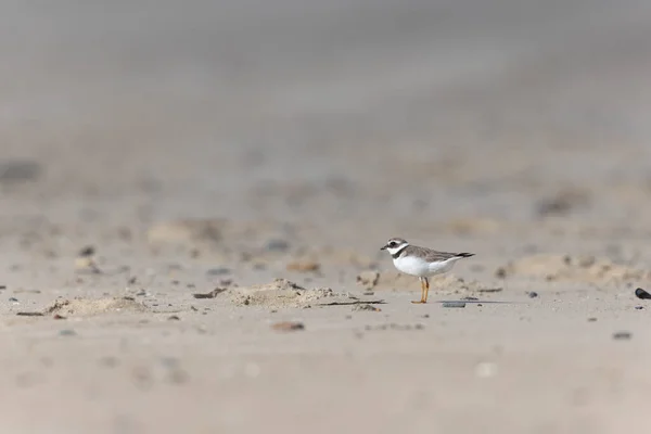 Wspólny Pierścień Charadrius Hiaticula Piaszczystej Plaży Normandii — Zdjęcie stockowe