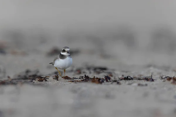 Обыкновенный Пловер Charadrius Hiaticula Песчаном Пляже Нормандии — стоковое фото
