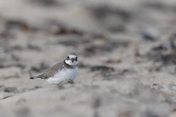 stock image Common ringed Plover Charadrius hiaticula on a sandy beach in Normandy