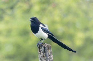 Ölü bir dalda oturan Avrupalı Magpie Pica pica
