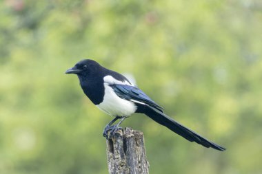 Ölü bir dalda oturan Avrupalı Magpie Pica pica