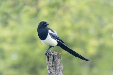 Ölü bir dalda oturan Avrupalı Magpie Pica pica