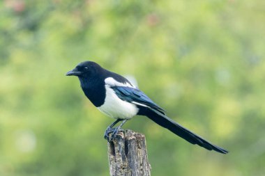 Ölü bir dalda oturan Avrupalı Magpie Pica pica