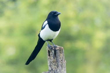 Ölü bir dalda oturan Avrupalı Magpie Pica pica