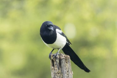 Ölü bir dalda oturan Avrupalı Magpie Pica pica
