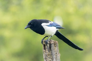 Ölü bir dalda oturan Avrupalı Magpie Pica pica