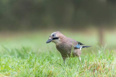 Avrupalı Jay Garrulus glandarius çocuk ya da yetişkin