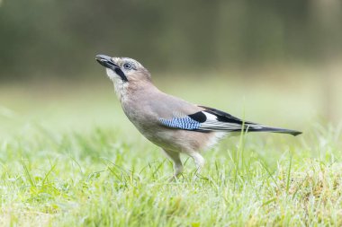 Avrupalı Jay Garrulus glandarius çocuk ya da yetişkin
