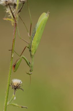 Peygamber devesi Peygamber devesi dini