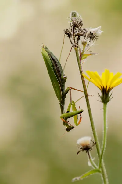 stock image Praying mantis Mantis religiosa in close view