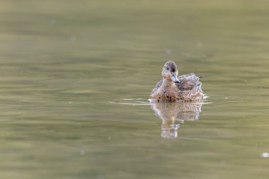 Gölette yüzen deniz mavisi dişi Anas Crecca