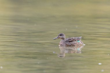 Gölette yüzen deniz mavisi dişi Anas Crecca