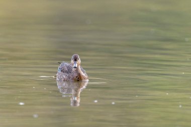 Gölette yüzen deniz mavisi dişi Anas Crecca