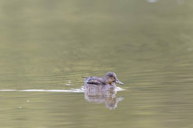 Gölette yüzen deniz mavisi dişi Anas Crecca