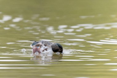 Kuzeyli Kürekçi Spatula bir gölette yüzüyor.
