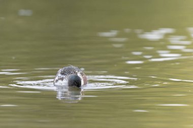 Kuzeyli Kürekçi Spatula bir gölette yüzüyor.