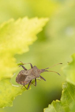 Dok böceği Coreus marginatus a Coreidae on a leaf