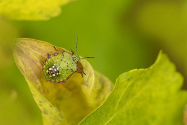 Pentatomidae yeşil pis kokulu böcek Nezara viridula bir yaprak üzerinde