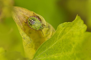 Pentatomidae yeşil pis kokulu böcek Nezara viridula bir yaprak üzerinde