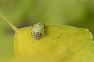 Pentatomidae yeşil pis kokulu böcek Nezara viridula bir yaprak üzerinde